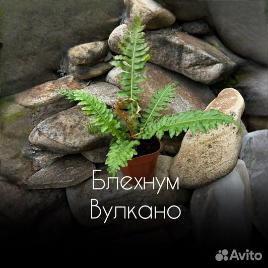 Блехнум Вулкано