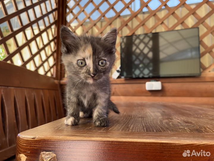 Котенок - девочка