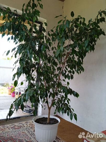 Фикус бенджамина большой