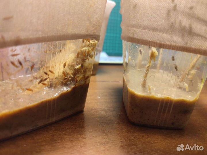 Дрозофила Хидея