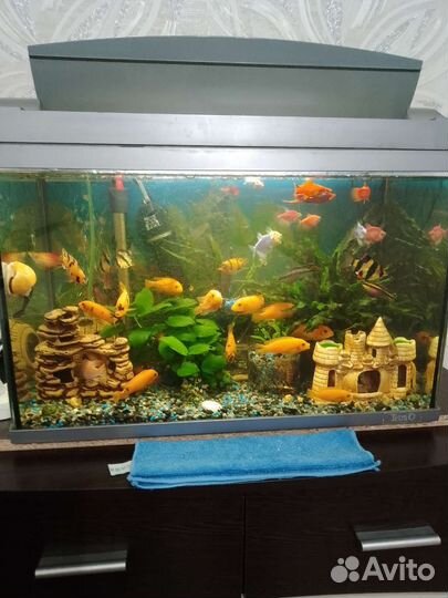 Аквариум с рыбками