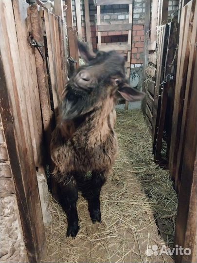 Племенной козёл на вязку. Альпиец