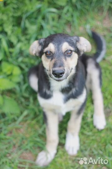 Две сестренки в добрые руки