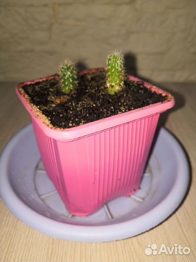 Кактусы редкие