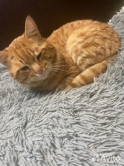 Потерялся кот