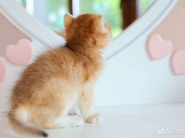 Британская золотая шиншилла ny 12