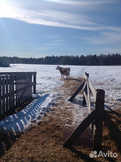 Животноводческая ферма продаю