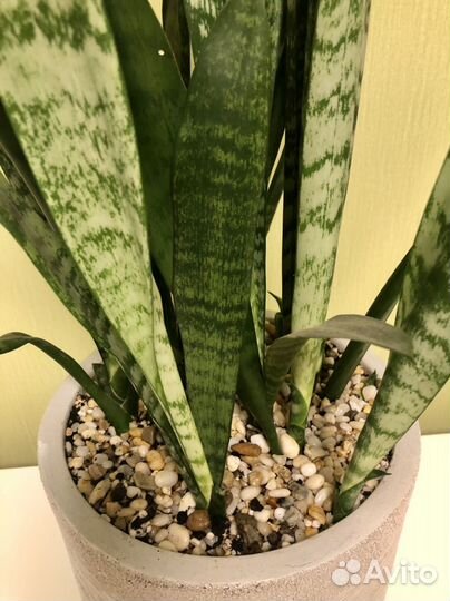 Сансевиерия в кашпо idealist