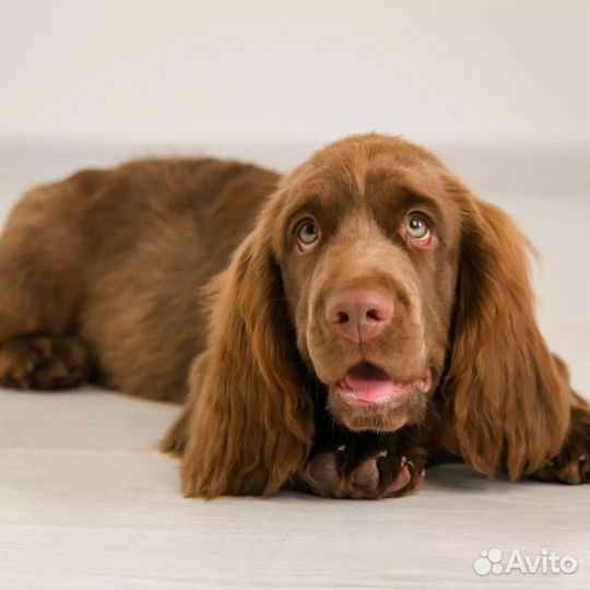 Щенки суссекс спаниеля