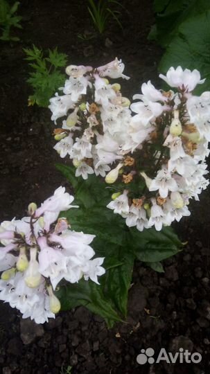 Многолетние цветы