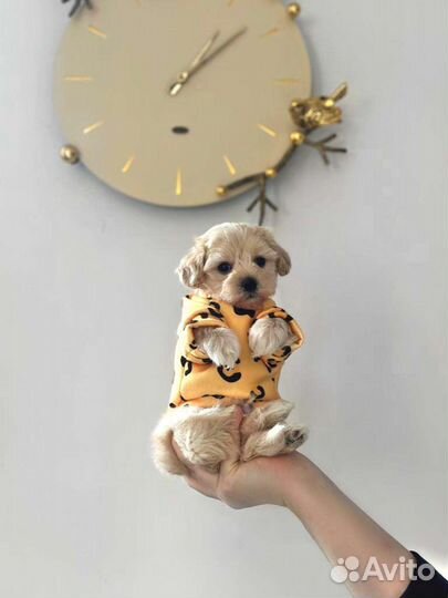 Мальтипу f1 mini (тикап)мальчик