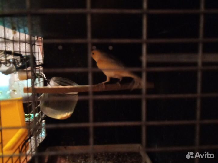 Кенара и канарейки