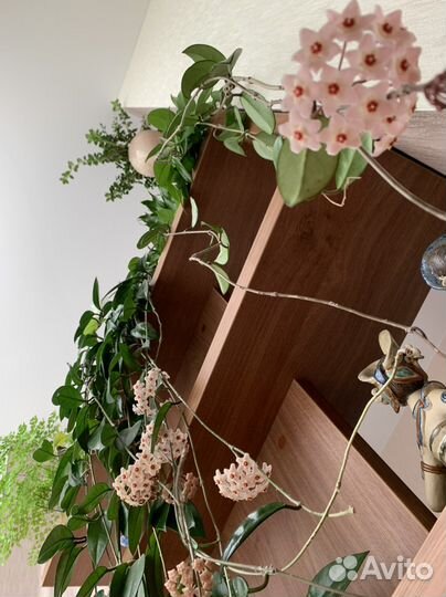 Хойя взрослая