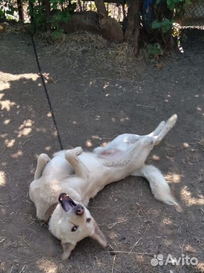 Собака мальчик ищет дом