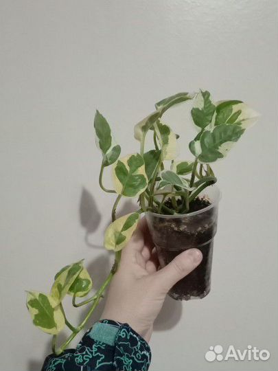 Эпипремнум Нджой