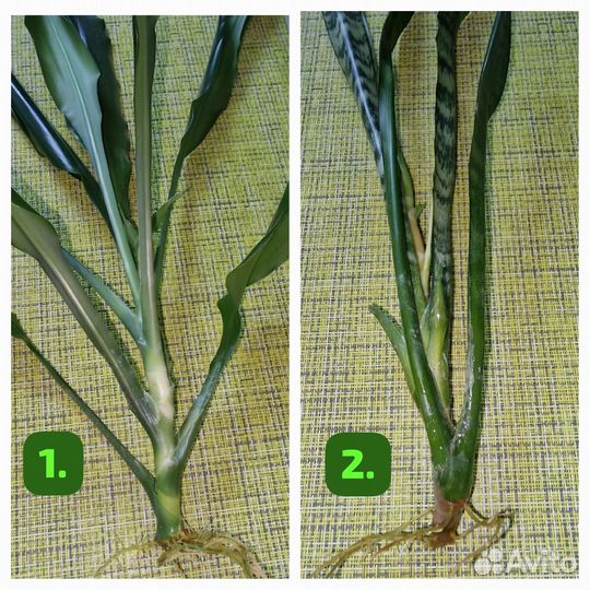 Сансевиерия, драцена
