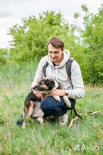 Красивая собачка ищет дом