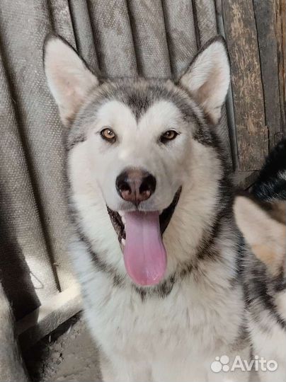 Маламутики