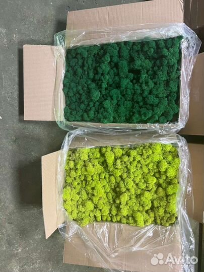 Мох стабилизированный опт розница