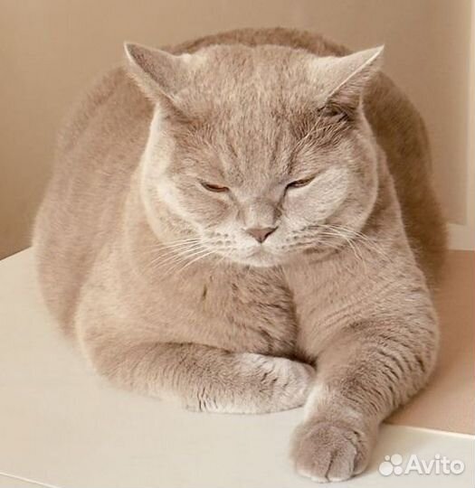 Чистокровные британские котятки