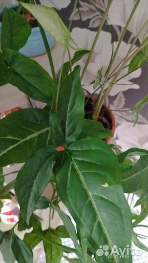 Сингониум, Орхидея