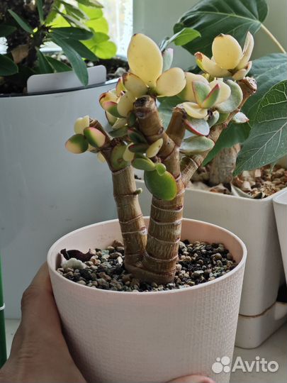 Крассула овата вар. обликва 'Kagetsu Nishiki'