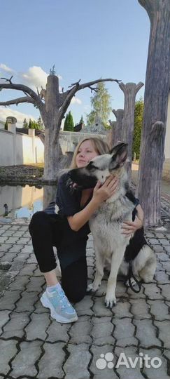 Услуги кинолога с выездом / Дрессировка собак