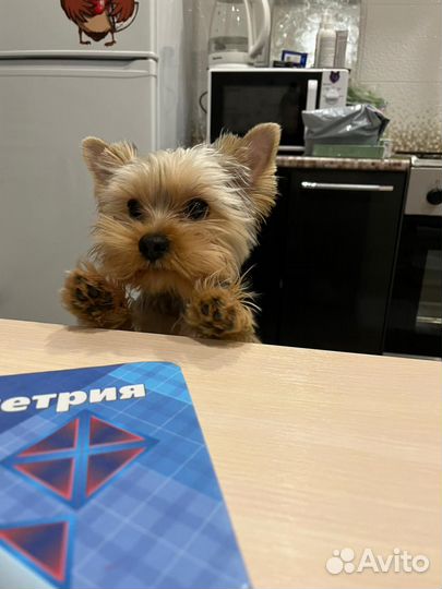 Йоркширский терьер щенки
