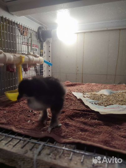 Фазаны и курицы