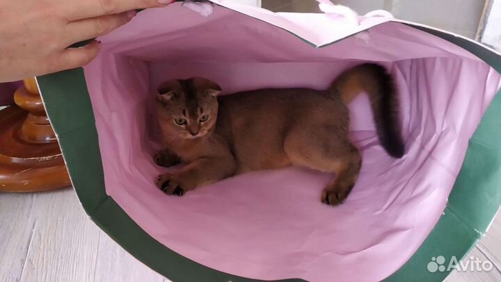 Вязка Кот Шотландский вислоухий