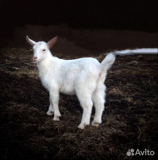 Милая козочка