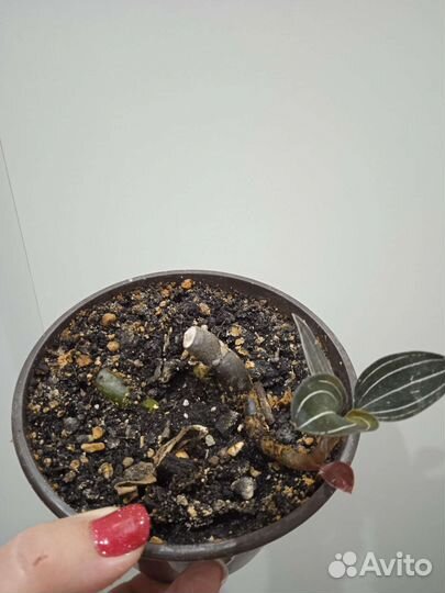 Орхидея драгоценная Лудизия