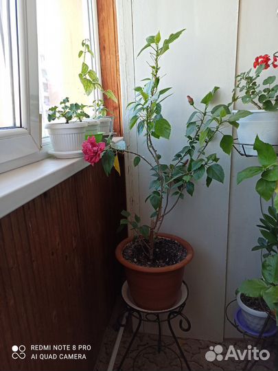 Комнатные цветы