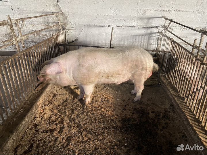 Свиноматки, хряк