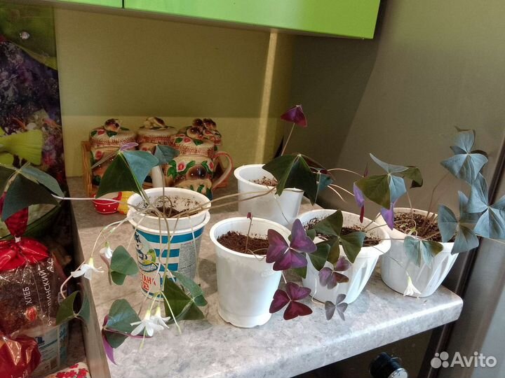 Оксалис (кислица зелёная и фиолетовая)