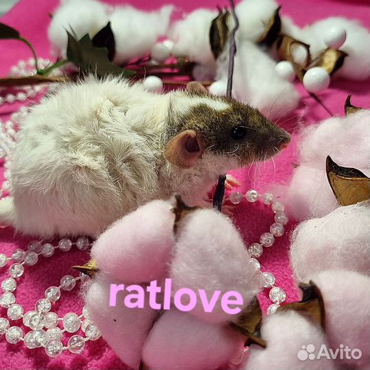 Крысята дамбо девочки красотки