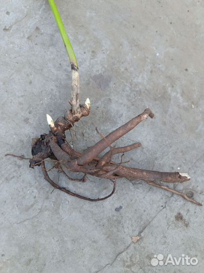 Пионы сортовые