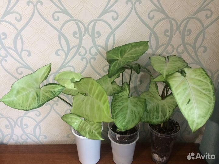 Сингониум Белая бабочка, Моттлед Ароухед