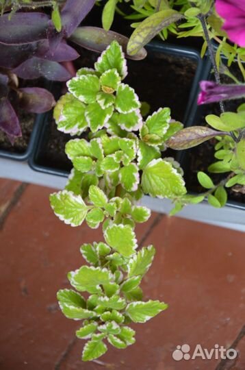 Армерия,Гипоэстес,Петуния,Седум,лобелияплектрантус