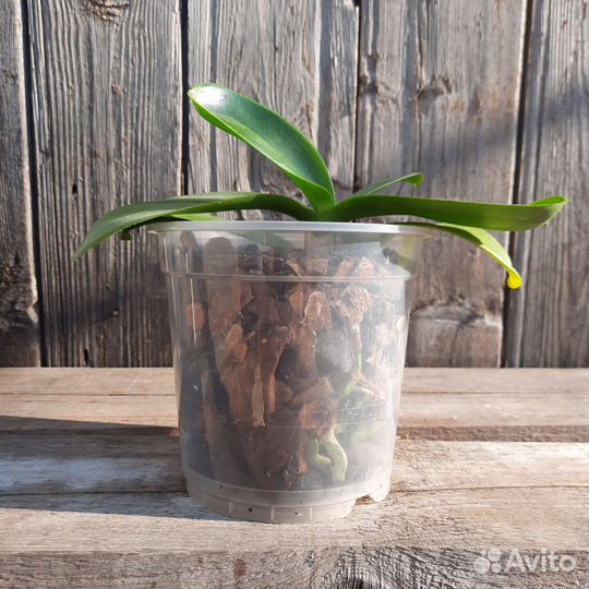 Орхидея фаленопсис