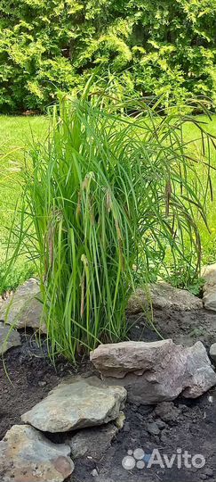 Садовые многолетники