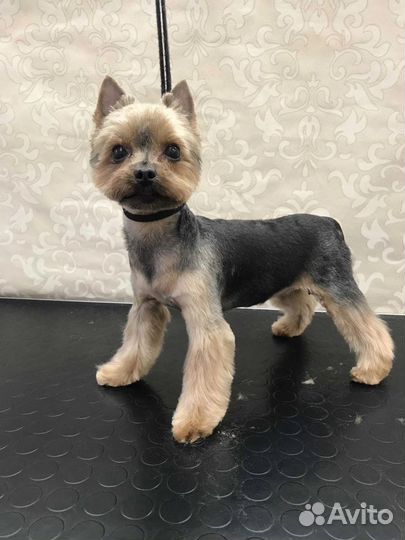 Грумер Стрижка собак и кошек Рыбацкое