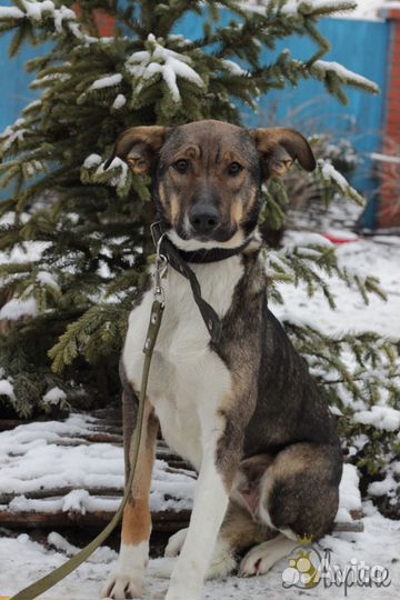 Кобель Душка