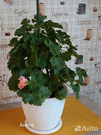 Пеларгония герань