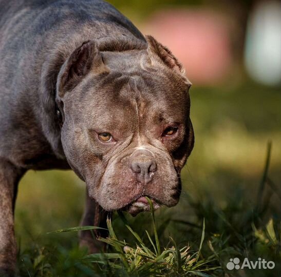 Американский булли вязка & щенки