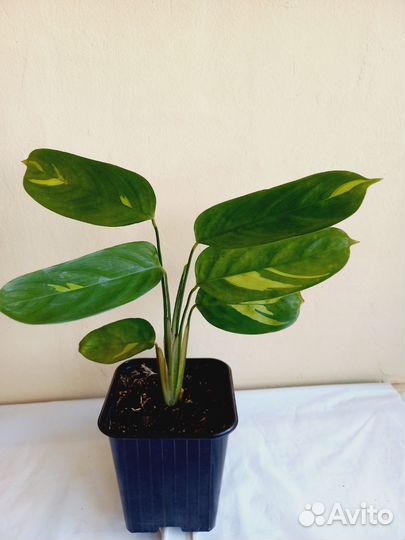 Ктенанта лубберса