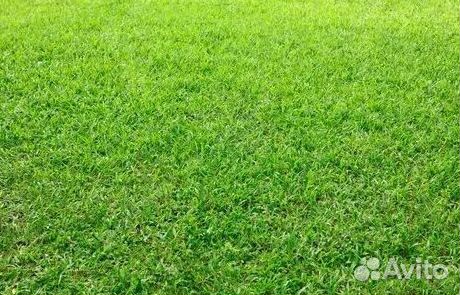 Укладка Рулонного газона