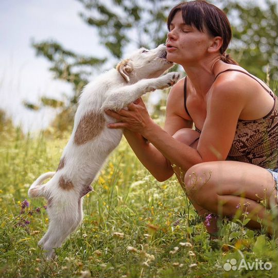 Умилительный щенок Вилли собака в добрые руки дар