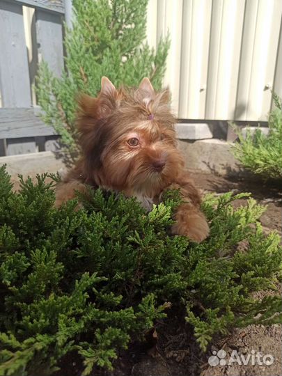 Мальчик шоколад с подпалом