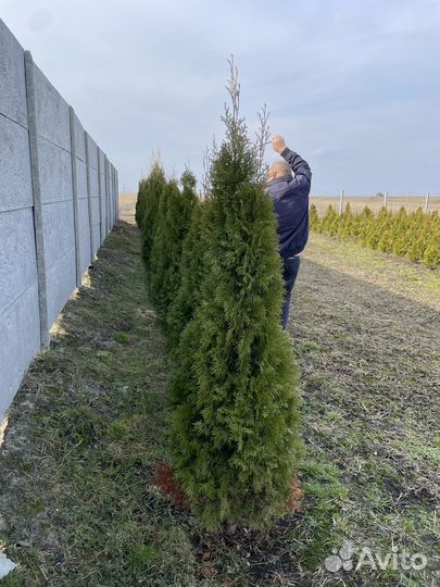Туя смарагд 140-200см